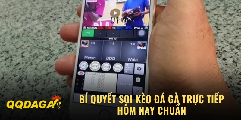 Bí quyết soi kèo đá gà trực tiếp hôm nay chuẩn