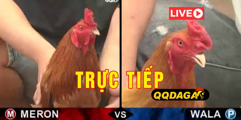 giới thiệu đá gà trực tiếp