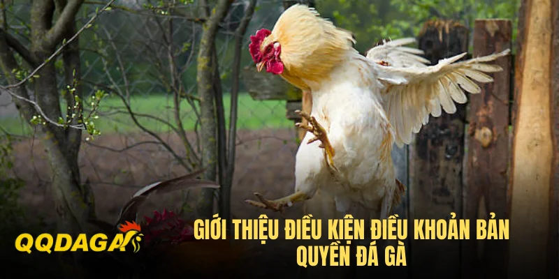 Giới thiệu điều kiện điều khoản bản quyền đá gà