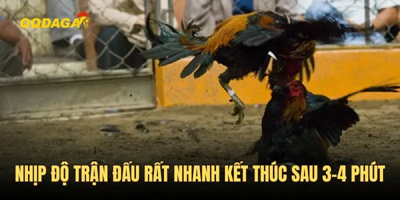 Nhịp độ trận đấu rất nhanh, kết thúc sau 3-4 phút